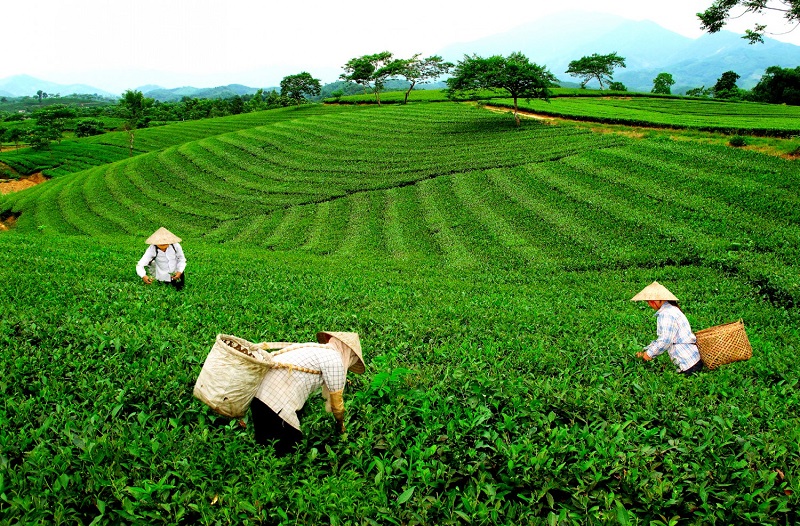 Chất dịp lục của trà xanh là nguyên nhân khiến da bị xanh