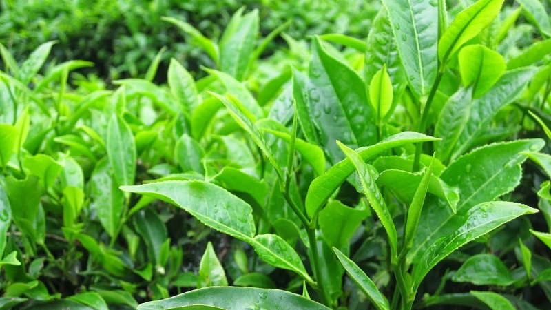 Trà xanh là nguyên liệu tự nhiên rất lành tính, vì thế nó có thể chăm sóc mọi loại da