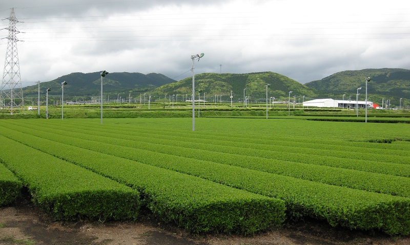 Vườn trà xanh matcha ở Nhật Bản