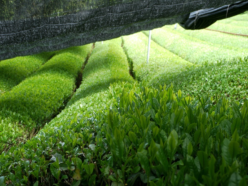 Che trà để tăng chất diệp lục