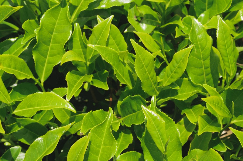 Cây trà được phát triển trực tiếp dưới ánh nắng mặt trời