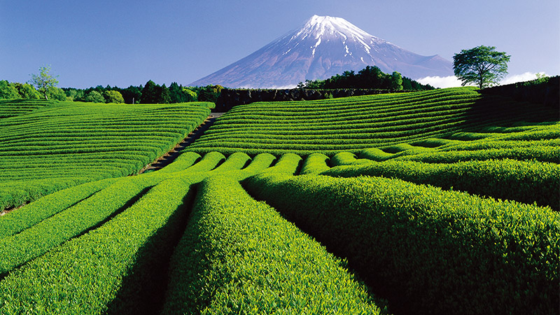 Vườn trà Shizuoka